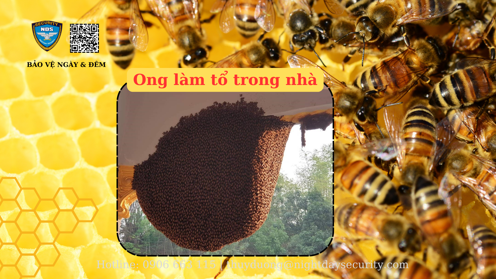 Ong làm tổ trong nhà